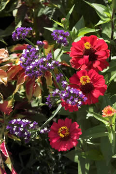 Blumen